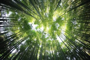 Photo environmental policy analysis